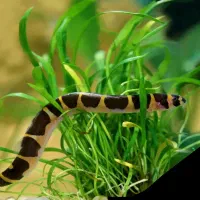 لوچ نواری|ماهی|کرمانشاه, |دیوار