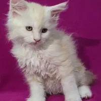 گربه مین کوون|گربه|تهران, چیذر|دیوار