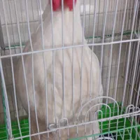 جوجه خروس
