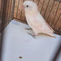 کوتوله بزیلی سفید