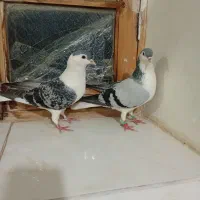 معاوضه ندارم