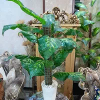 گل دیفن باخیا مصنوعی|گل مصنوعی|تهران, شهرک طالقانی|دیوار