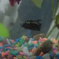 یک جفت فایتر مولد|ماهی|قم, پردیسان|دیوار