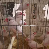 فنج نرگسی کرم لایت چشم قرمز جفت یک میلیون و هشتصد