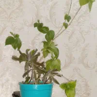 فروش|گل و گیاه طبیعی|ارومیه, |دیوار