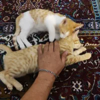 واگذاری دو بچه گربه نارنجی چهار ماهه نر و ماده|گربه|تهران, بلوار کشاورز|دیوار