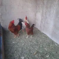 خروس فروشی