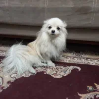 واگذاری پامر نر و ماده|سگ|تهران, تهرانسر غربی|دیوار