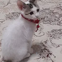 گربه|گربه|رشت, جماران|دیوار