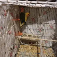 یک جفت طوطی کوتوله صورت هلویی|پرنده|فسا, |دیوار