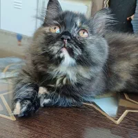 گربه پرشین ماده 2ماهه