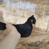 زاغ|پرنده|مسجد سلیمان, |دیوار