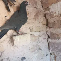 سلام به همه عشقبازان حیوانا بشرط زدخوردی|پرنده|رشتخوار, |دیوار