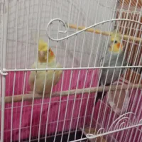 پرند۶|پرنده|تنکابن, |دیوار