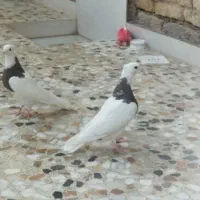 کبوتر طوقی.4تانرو ماده