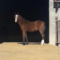 کره اسب عرب خالص ایرانی ۲ ساله