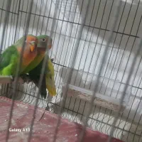 عروس و کوتوله