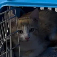 حمایتی|گربه|اصفهان, بهارستان|دیوار