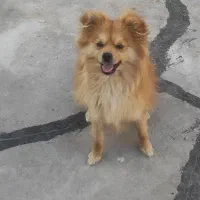 حیوان خانگی