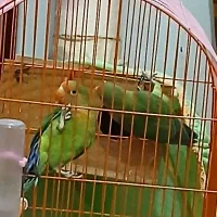جهت فروش چند وسیله|حراج|شادگان, |دیوار