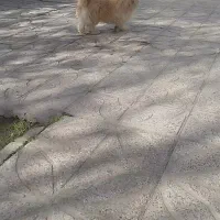 سگ پا کوتاه|سگ|مشگین شهر, |دیوار