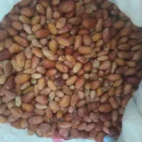 سنجد آسیابی طارم