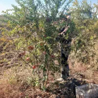 انار ربی|عمده‌فروشی|گنبد کاووس, |دیوار