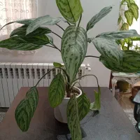 دیفن ،اگلنما نقره ای و برفی،شفلرا،قاشق طلایی،|گل و گیاه طبیعی|تهران, مجیدآباد|دیوار