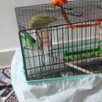 طوطی برزیلی|پرنده|آبدانان, |دیوار