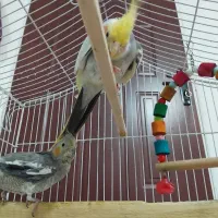 دوعدد عروس هلندی