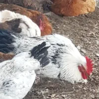 خروس محلی جوان