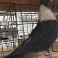 کبوتر مشکی طوق طلایی