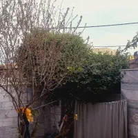 منزل