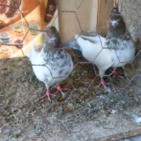 کبوتر کله ایی|پرنده|درگزین, |دیوار