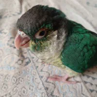 گرینچیک تراکوییس دانه خور و سرلاکی