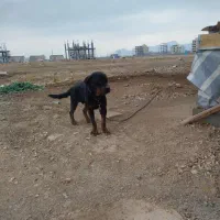 سگ ژرمن و روت وایلر|سگ|کرمانشاه, |دیوار