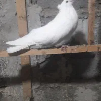 مرغ گلین اردک اسراییلی کبوتر مرغ محلی تخم گزار|پرنده|چمستان, |دیوار
