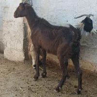 بز سرحال جوان دونه ای ۵۵۰۰|حیوانات مزرعه|مرودشت, مختارآباد|دیوار