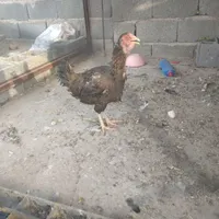 مرغ و خروس