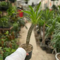 سانسوریا / فیکوس / نخل ماداگاسکار