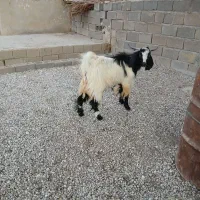 بز وگهره نر