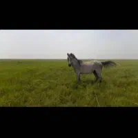 اسب حمدانی سمری|اسب و تجهیزات اسب‌سواری|اهواز, غیزانیه|دیوار