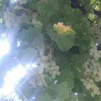 خدمات باغبانی سم پاشی هرس پاکنی پیوند( نکویی )|خدمات باغبانی و درختکاری|شیراز, غدیر جنوبی|دیوار