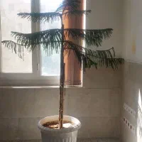 کاج مطبق|گل و گیاه طبیعی|قم, پردیسان|دیوار