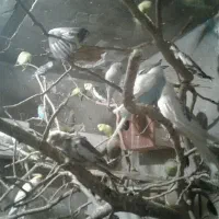 فروش تعدادی عروس طوطی ومرع عشق بصورت کلیحدود