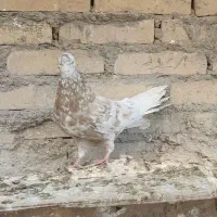 کوهی کرم دمسفید ۱۶ پر دم خیلی درشت