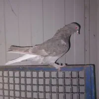 کبوتر|پرنده|شیراز, تندگویان|دیوار