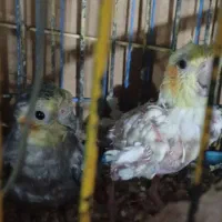 عروس هلندی نروماده