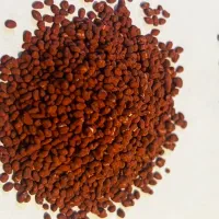 توزیع ویژه بذوریونجه و علوفه وپیاز نگین بذر ایلخچی