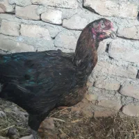 مرغ لاری|حیوانات مزرعه|قزوین, |دیوار